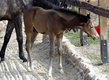 Trakehner Colt by Saint Cyr out of Teatime by Summertime, Foto: Richard Langels