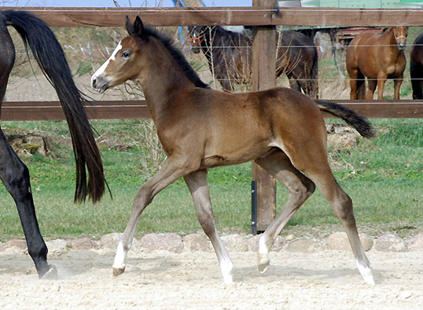 Trakehner Colt by Saint Cyr out of Teatime by Summertime, Foto: Richard Langels