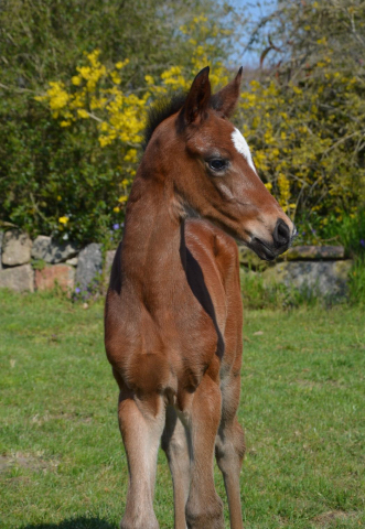 2 Tage alt: Hengstfohlen von High Motion u.d. Val de Vienne v. Exclusiv - Foto Richard Langels