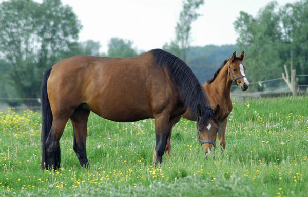 Impressionen Gestt Schplitz 2011 - Schwalbenfee mit Stutfohlen von Exclusiv - Foto: Richard Langels - Trakehner Gestt Hmelschenburg