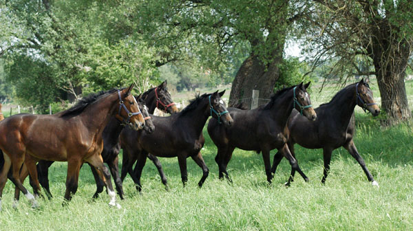 Impressionen Gestt Schplitz 2011 - Jhrlingsstuten - Foto: Richard Langels - Trakehner Gestt Hmelschenburg