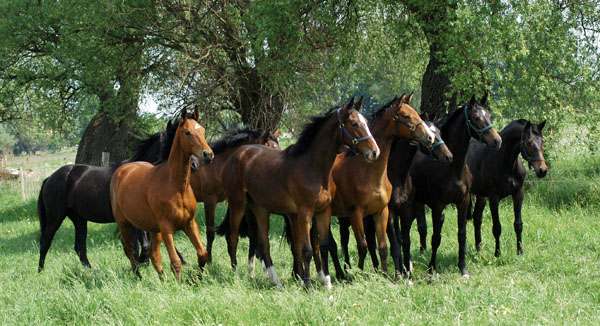 Impressionen Gestt Schplitz 2011 - Jhrlingsstuten - Foto: Richard Langels - Trakehner Gestt Hmelschenburg