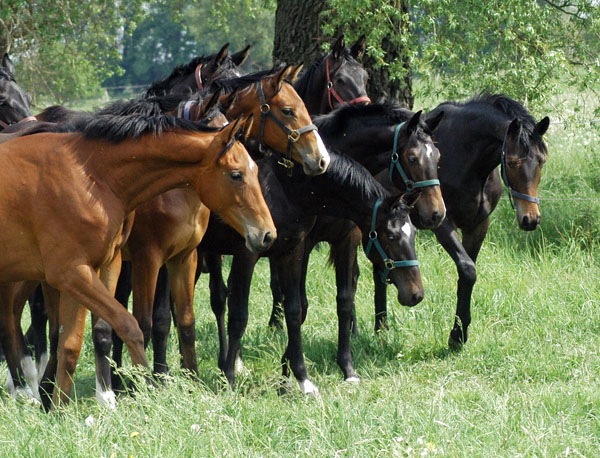 Impressionen Gestt Schplitz 2011 - Jhrlingsstuten - Foto: Richard Langels - Trakehner Gestt Hmelschenburg