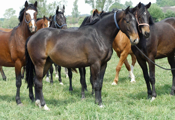 Impressionen Gestt Schplitz 2011 - 3jhriger Wallach von Kostolany u.d. Olympia v. Le Duc - Foto: Richard Langels - Trakehner Gestt Hmelschenburg