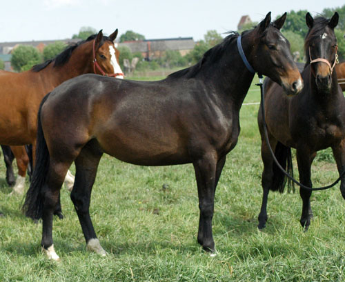 Impressionen Gestt Schplitz 2011 - 3jhriger Wallach von Kostolany u.d. Olympia v. Le Duc - Foto: Richard Langels - Trakehner Gestt Hmelschenburg