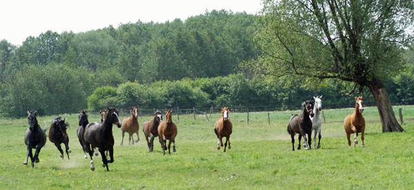 Impressionen Gestt Schplitz 2011 - Aufgalopp der 3 und 4jhrigen Wallache - Foto: Richard Langels - Trakehner Gestt Hmelschenburg