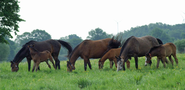 Impressionen Gestt Schplitz 2011 - Dejaniera, Schwalbenfee u. Teatime - Foto: Richard Langels - Trakehner Gestt Hmelschenburg