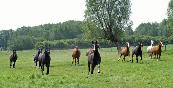 Impressionen Gestt Schplitz 2011 - Aufgalopp der 3 und 4jhrigen Wallache- Foto: Richard Langels - Trakehner Gestt Hmelschenburg