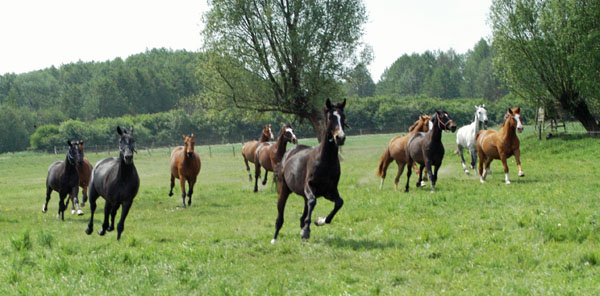 Impressionen Gestt Schplitz 2011 - Aufgalopp der 3 und 4jhrigen Wallache - Foto: Richard Langels - Trakehner Gestt Hmelschenburg