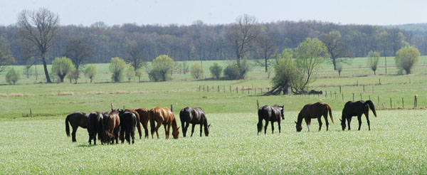 Impressionen Gestt Schplitz 2011 -  - Foto: Richard Langels - Trakehner Gestt Hmelschenburg