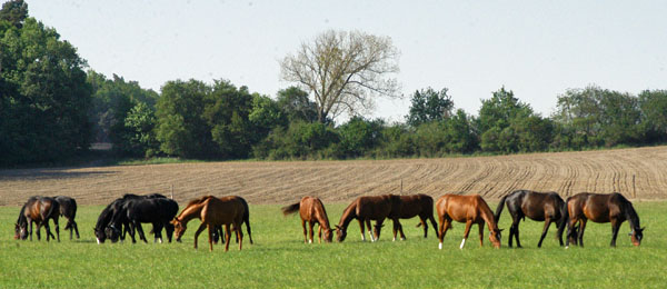 Impressionen Gestt Schplitz 2011 - Aufgalopp der 3 und 4jhrigen Wallache - Foto: Richard Langels - Trakehner Gestt Hmelschenburg