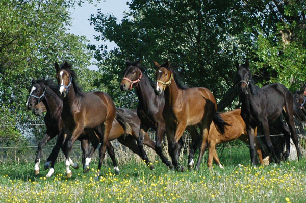 Impressionen Gestt Schplitz 2011 - Aufgalopp der 3 und 4jhrigen Wallache - Foto: Richard Langels - Trakehner Gestt Hmelschenburg