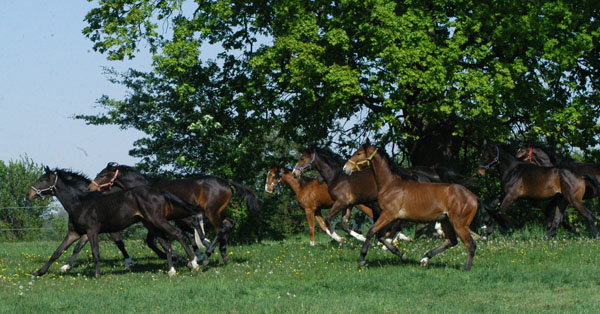 Impressionen Gestt Schplitz 2011 - Aufgalopp der 3 und 4jhrigen Wallache - Foto: Richard Langels - Trakehner Gestt Hmelschenburg