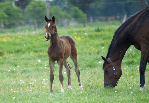 Impressionen Gestt Schplitz 2011 - Stutfohlen von Saint Cyr und Dejaniera v. Freudenfest - Foto: Richard Langels - Trakehner Gestt Hmelschenburg