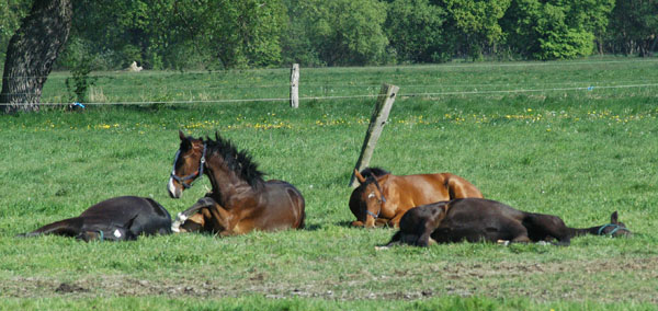 Impressionen Gestt Schplitz 2011 -  - Foto: Richard Langels - Trakehner Gestt Hmelschenburg