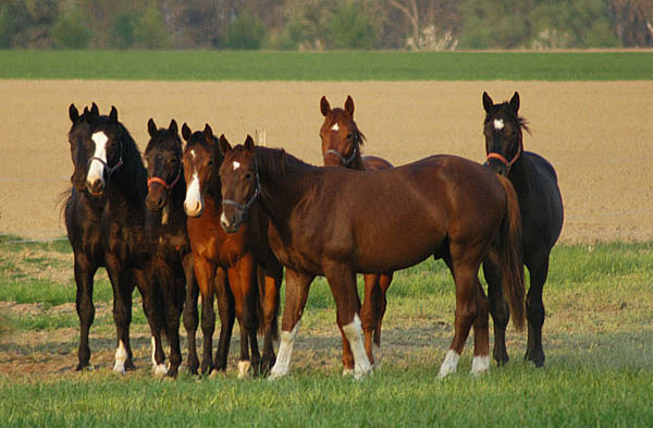 Impressionen Gestt Schplitz 2011 -  - Foto: Richard Langels - Trakehner Gestt Hmelschenburg