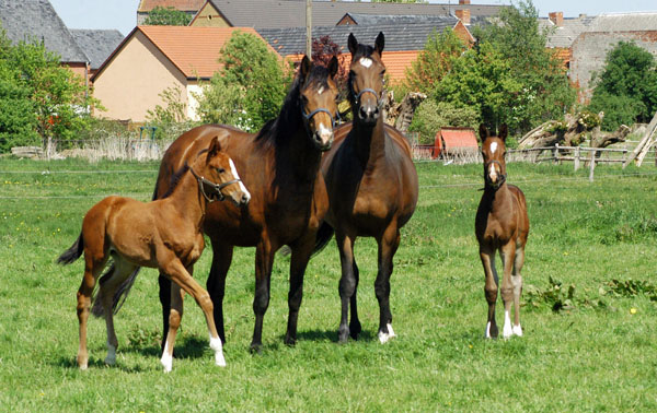 Impressionen Gestt Schplitz 2011 -  - Foto: Richard Langels - Trakehner Gestt Hmelschenburg