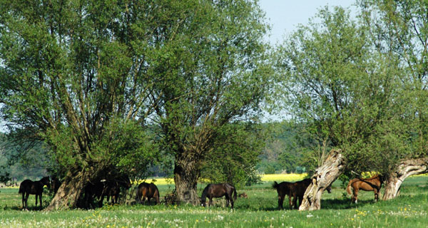 Impressionen Gestt Schplitz 2011 -  - Foto: Richard Langels - Trakehner Gestt Hmelschenburg