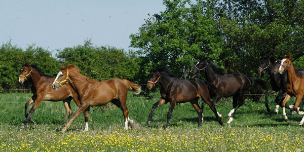 Impressionen Gestt Schplitz 2011 -  - Foto: Richard Langels - Trakehner Gestt Hmelschenburg