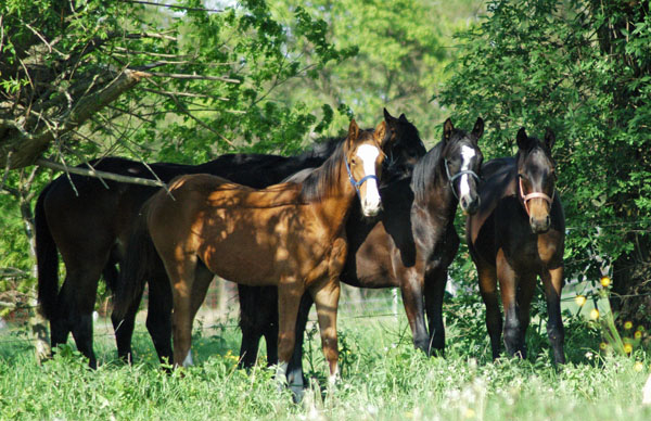 Impressionen Gestt Schplitz 2011 -  - Foto: Richard Langels - Trakehner Gestt Hmelschenburg