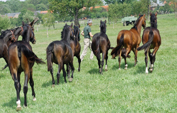 Impressionen Gestt Schplitz 2011 - Jhrlingsstuten - Foto: Richard Langels - Trakehner Gestt Hmelschenburg