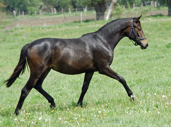 Impressionen Gestt Schplitz 2011 - Jhrlingsstute v. Insterburg u.d. Karena v. FreudenfestFoto: Richard Langels - Trakehner Gestt Hmelschenburg