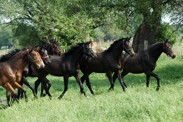 Impressionen Gestt Schplitz 2011 - Jhrlingsstuten - Foto: Richard Langels - Trakehner Gestt Hmelschenburg