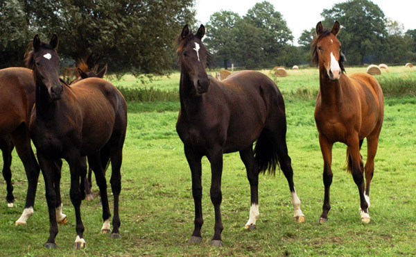 Jhrlingsstuten im Gestt Schplitz (links Schwalbenmelodie von Kostolany, rechts Schwalbenperle von Alter Fritz) - Foto: Richard Langels - Trakehner Gestt Hmelschenburg