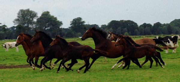 Stuten und Fohlen im Gestt Schplitz  - Foto: Richard Langels - Trakehner Gestt Hmelschenburg