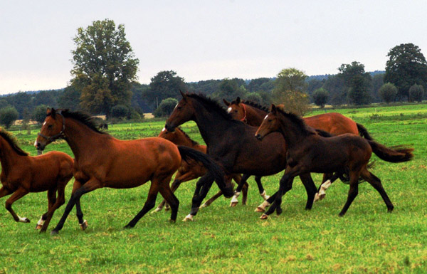 Stuten und Fohlen (vorn Schwalbenfee) im Gestt Schplitz  - Foto: Richard Langels - Trakehner Gestt Hmelschenburg