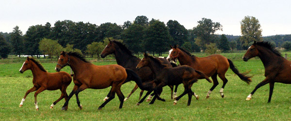 Stuten und Fohlen (vorn Schwalbenfee) im Gestt Schplitz  - Foto: Richard Langels - Trakehner Gestt Hmelschenburg