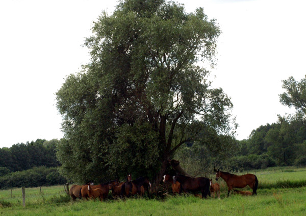 Stuten und Fohlen im Gestt Schplitz  - Foto: Richard Langels - Trakehner Gestt Hmelschenburg