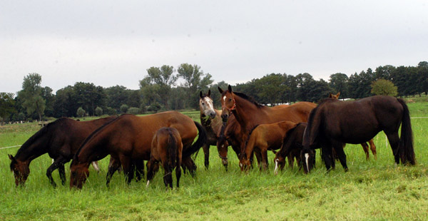 Stuten und Fohlen - in der Mitte Teatime und Klara - im Gestt Schplitz  - Foto: Richard Langels - Trakehner Gestt Hmelschenburg