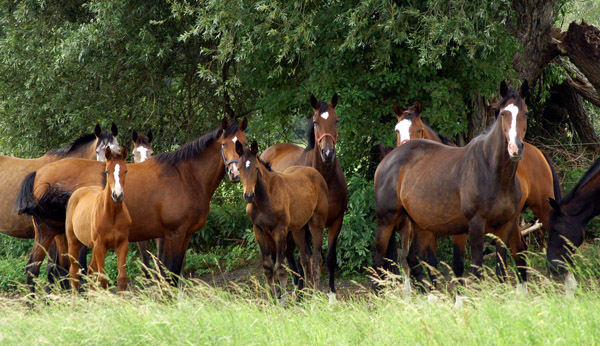 Stuten und Fohlen im Gestt Schplitz  - Foto: Richard Langels - Trakehner Gestt Hmelschenburg