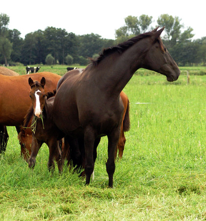 Stuten und Fohlen im Gestt Schplitz  - Foto: Richard Langels - Trakehner Gestt Hmelschenburg