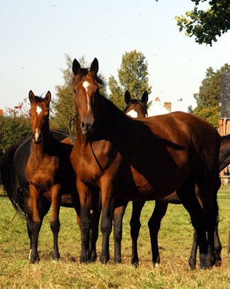 Stuten und Fohlen im Gestt Schplitz  - Foto: Richard Langels - Trakehner Gestt Hmelschenburg