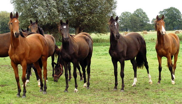 Jhrlingsstuten im Gestt Schplitz  - Foto: Richard Langels - Trakehner Gestt Hmelschenburg