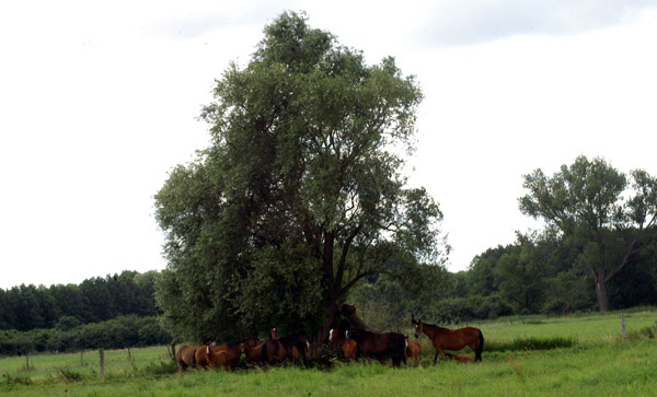 Stuten und Fohlen - in der Mitte Teatime und Klara - im Gestt Schplitz  - Foto: Richard Langels - Trakehner Gestt Hmelschenburg