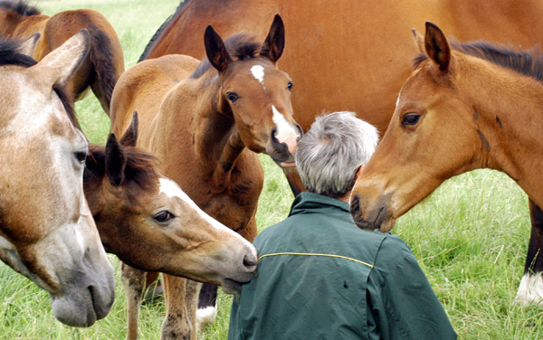 neugierige Saint Cyr - Fohlen - im Gestt Schplitz  - Foto: Richard Langels - Trakehner Gestt Hmelschenburg