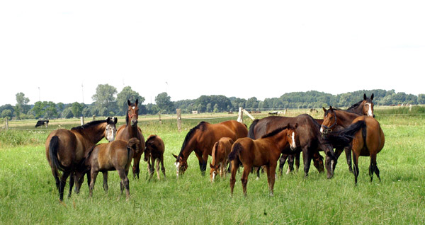 Stuten und Fohlen - in der Mitte Teatime und Klara - im Gestt Schplitz  - Foto: Richard Langels - Trakehner Gestt Hmelschenburg