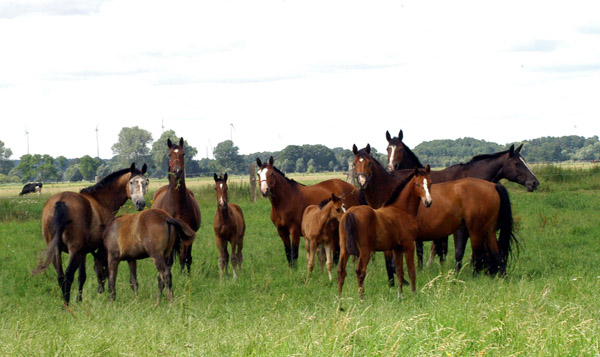 Stuten und Fohlen - in der Mitte Teatime und Klara - im Gestt Schplitz  - Foto: Richard Langels - Trakehner Gestt Hmelschenburg