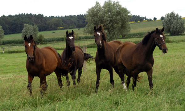 zweijhrige Stuten  im Gestt Schplitz  - Foto: Richard Langels - Trakehner Gestt Hmelschenburg