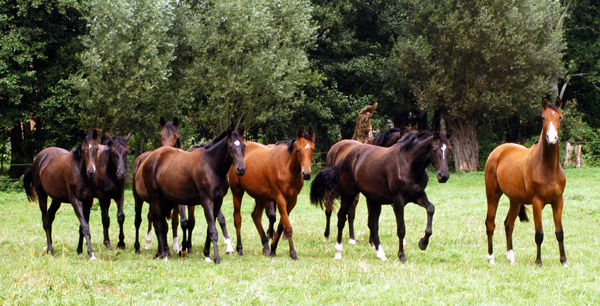 Jhrlingsstuten - im Gestt Schplitz (vorn rechts Schwalbenperle von Alter Fritz) - Foto: Richard Langels - Trakehner Gestt Hmelschenburg