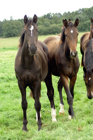 Jhrlingsstuten im Gestt Schplitz  - Foto: Richard Langels - Trakehner Gestt Hmelschenburg