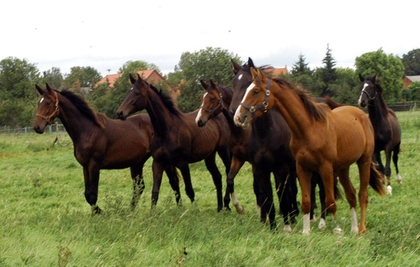 Jhrlingshengste im Gestt Schplitz  - Foto: Richard Langels - Trakehner Gestt Hmelschenburg