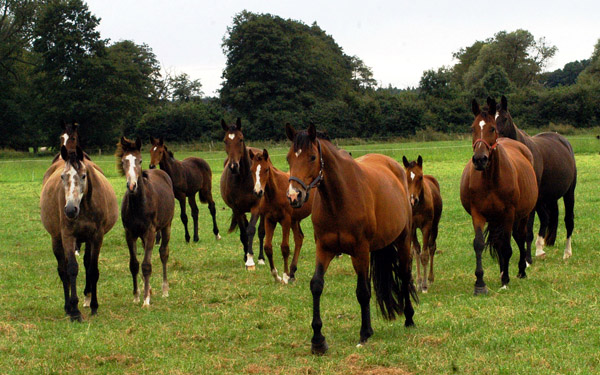 Stuten und Fohlen (links Teatime - in der Mitte Schwalbenfee) im Gestt Schplitz  - Foto: Richard Langels - Trakehner Gestt Hmelschenburg