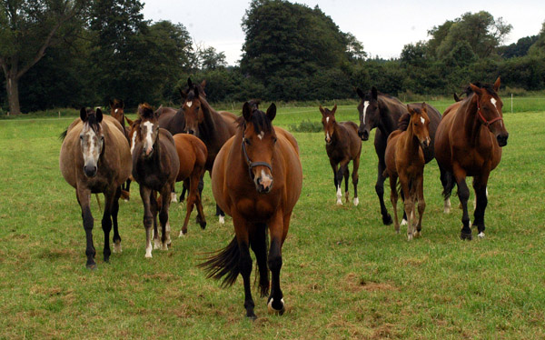 Stuten und Fohlen (links Teatime - in der Mitte Schwalbenfee) im Gestt Schplitz  - Foto: Richard Langels - Trakehner Gestt Hmelschenburg