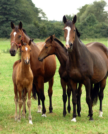 Klara und Dejaniera mit Fohlen im Gestt Schplitz  - Foto: Richard Langels - Trakehner Gestt Hmelschenburg