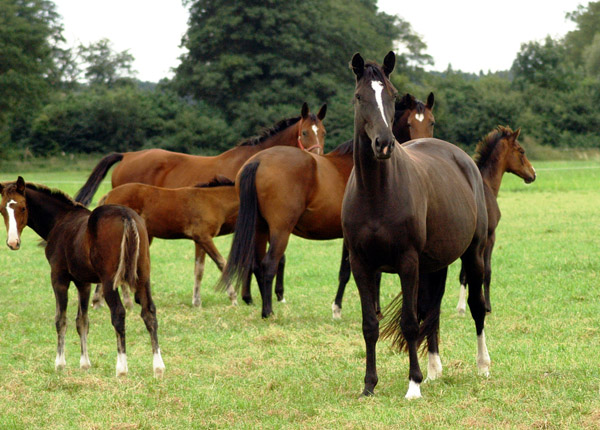 vorn Grace Note von Alter Fritz  im Gestt Schplitz  - Foto: Richard Langels - Trakehner Gestt Hmelschenburg