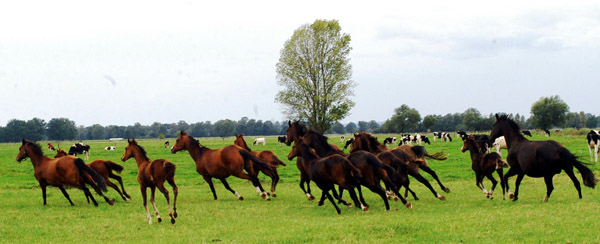 Stuten und Fohlen - im Gestt Schplitz  - Foto: Richard Langels - Trakehner Gestt Hmelschenburg